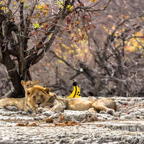Namibia_Pagina_Safari-12